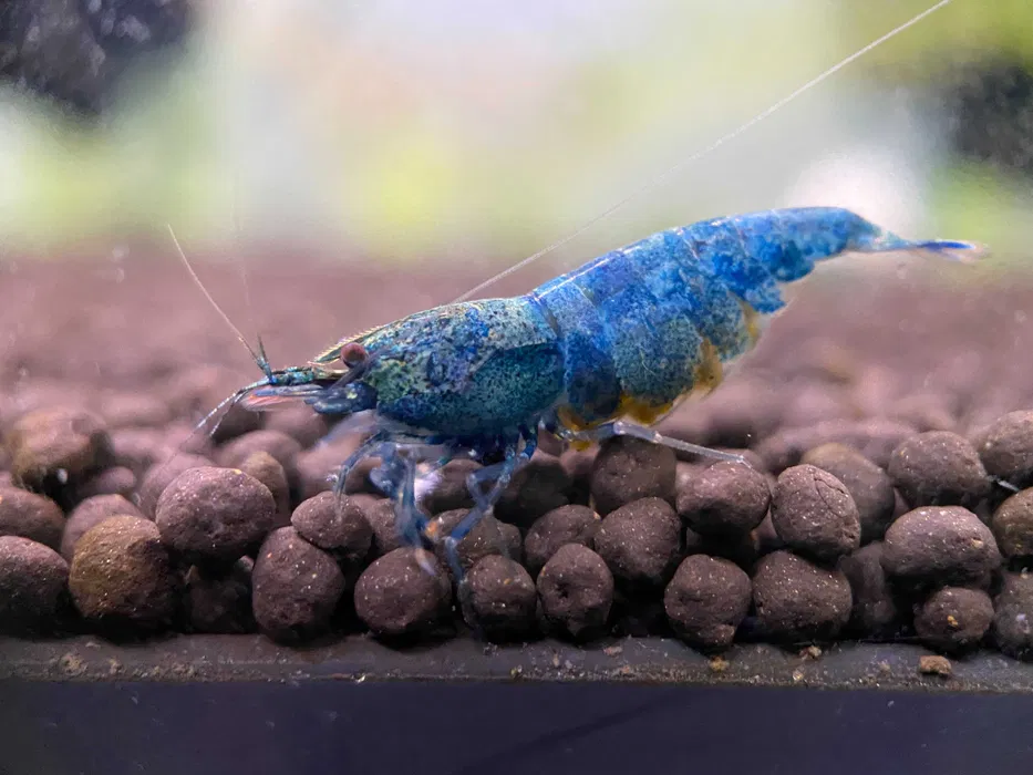 Taiwan Bee Deep Blue Bolt